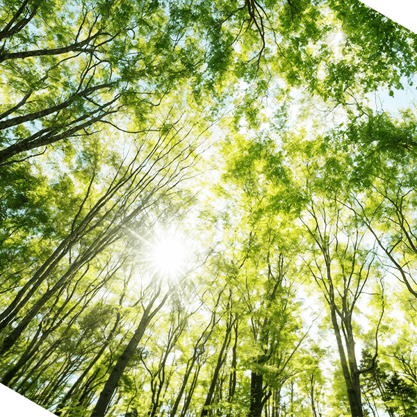 Sun peeking through the forrest