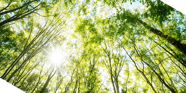 Sun peeking through the forrest